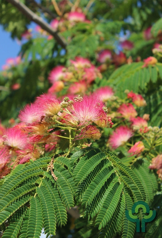 Albizia julibrissin Tropical Dream