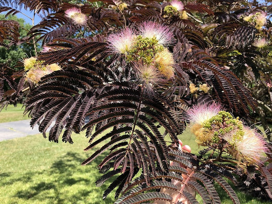 Albizia julibrissin 'Summer Chocolate'