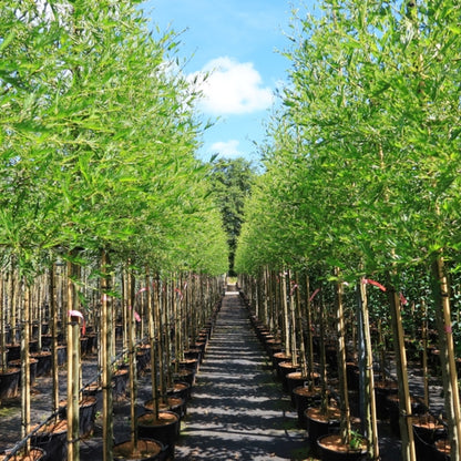Alnus glutinosa 'Imperialis'