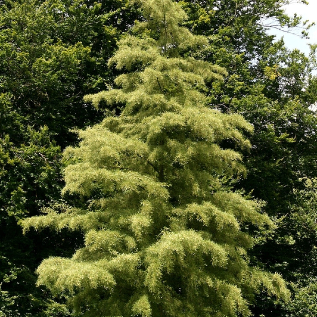 Alnus glutinosa 'Imperialis'