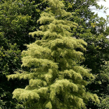Alnus glutinosa 'Imperialis'