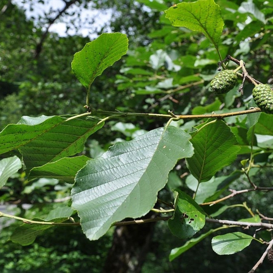 Alnus glutinosa