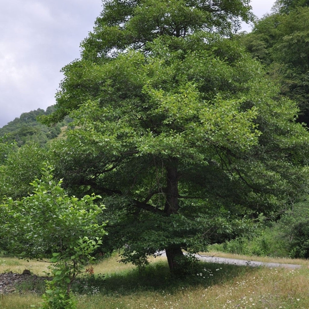 Alnus glutinosa