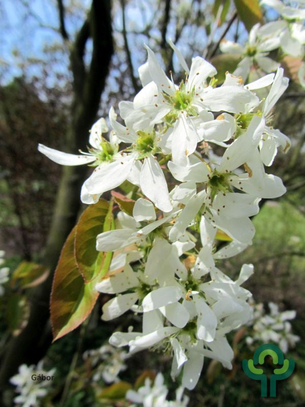 Amelanchier 'Ballerina'