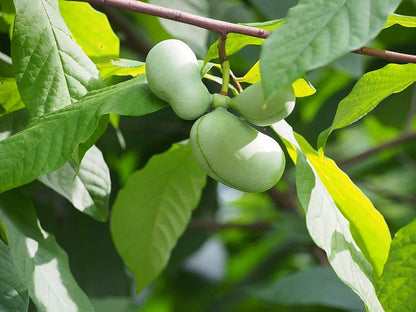 Indianenbanaan (Asimina triloba)