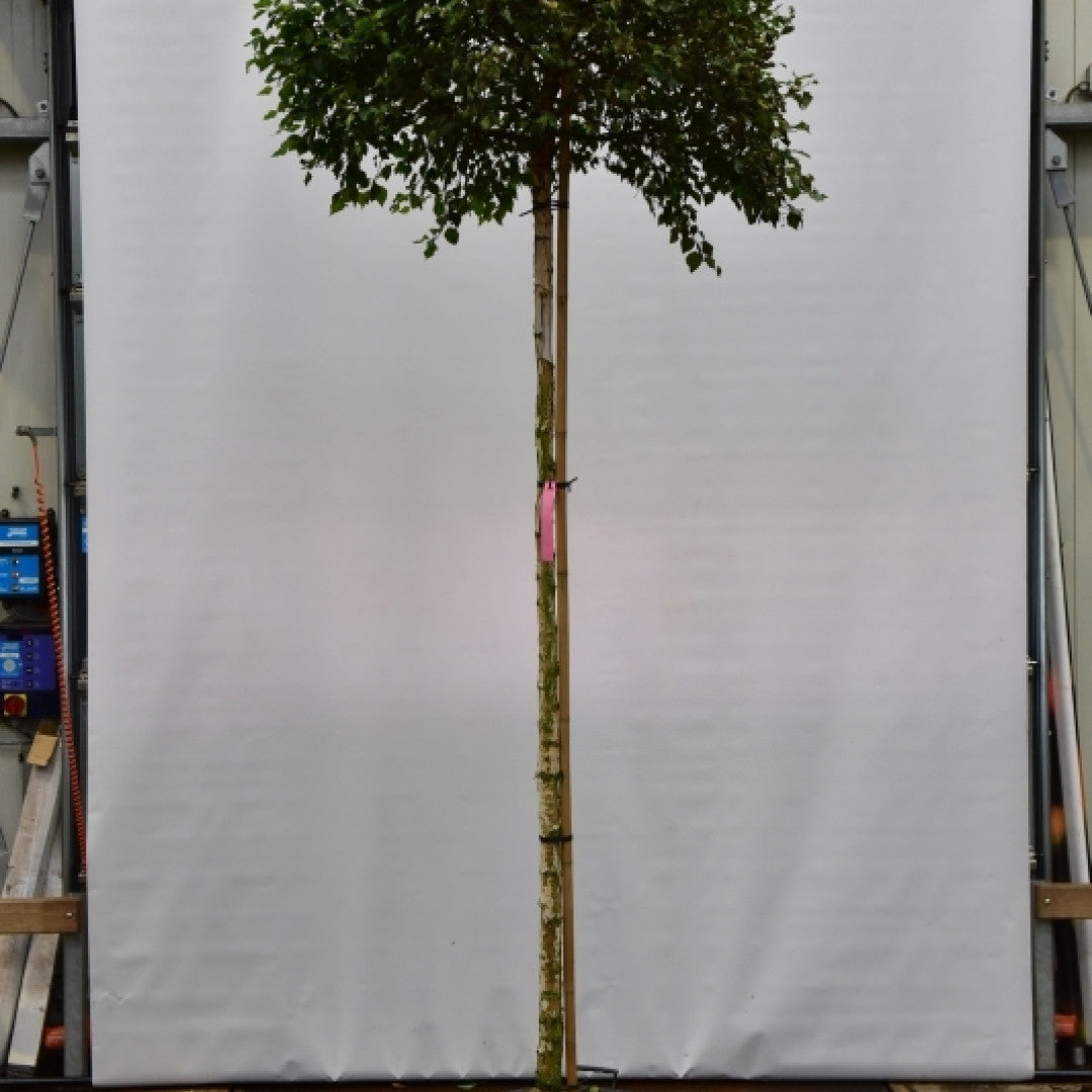 Betula pendula Magical Globe