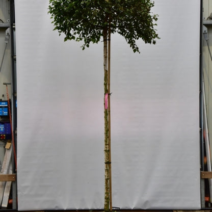 Betula pendula Magical Globe