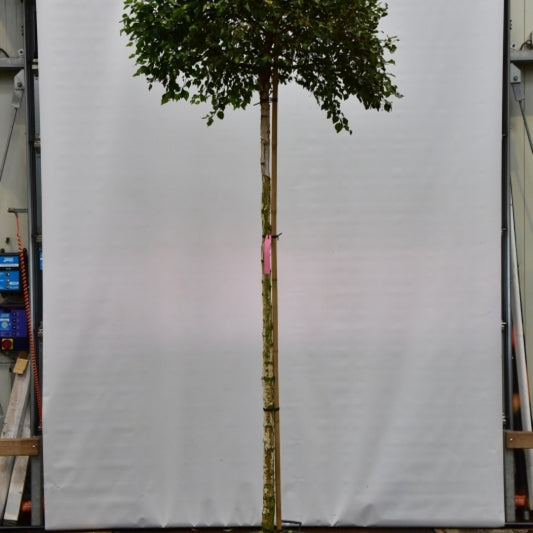 Betula pendula Magical Globe