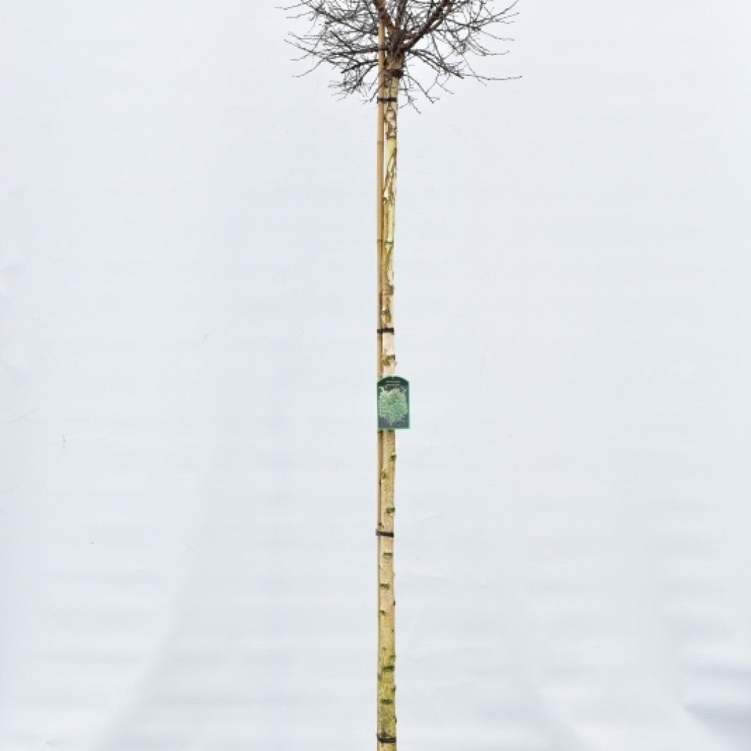 Betula pendula Magical Globe