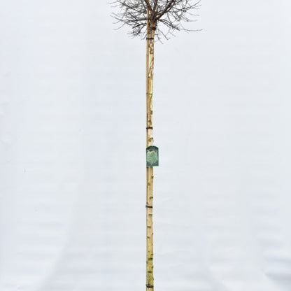 Betula pendula Magical Globe
