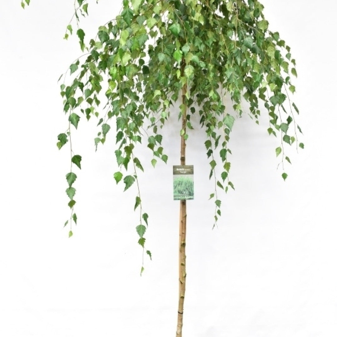 Betula pendula 'Youngii'