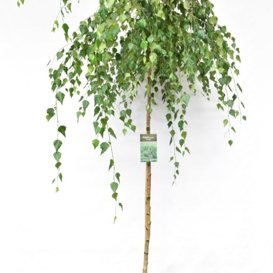 Betula pendula 'Youngii'