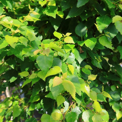 Betula pendula Magical Globe
