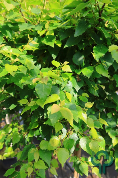 Betula pendula Magical Globe
