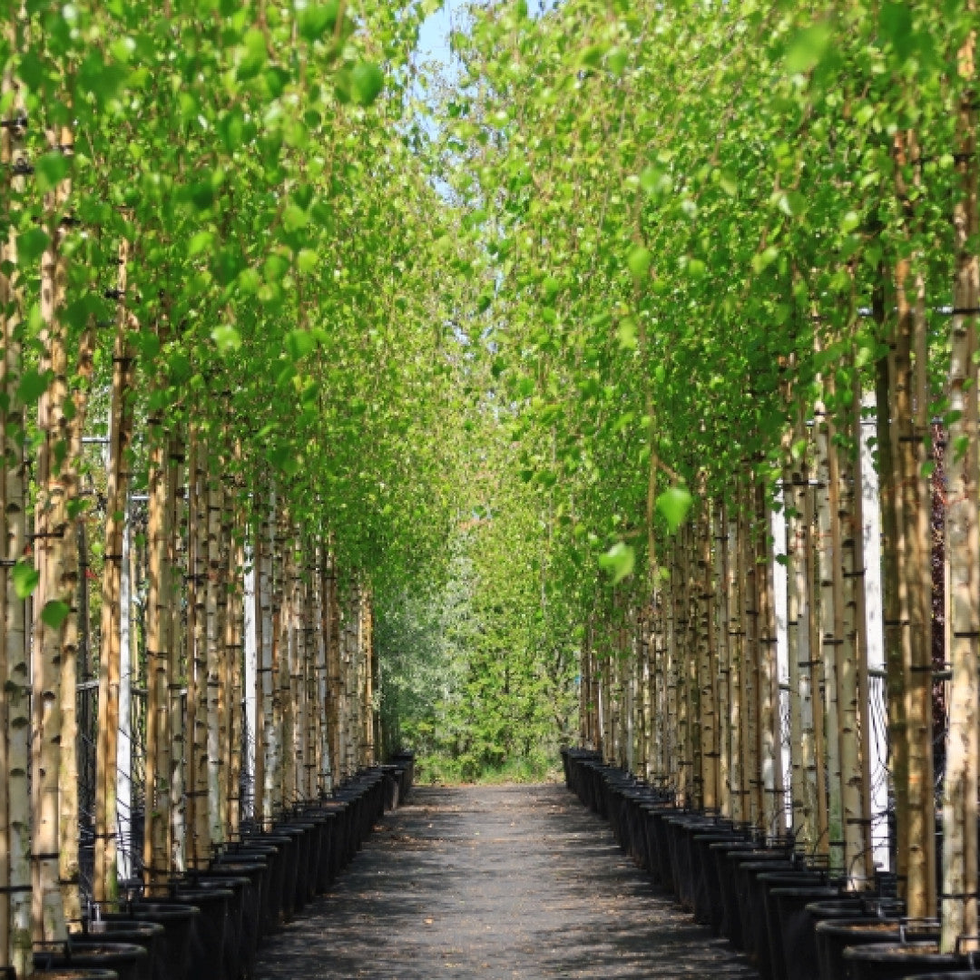 Betula pendula 'Youngii'
