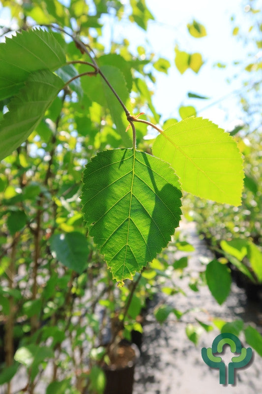 Betula utilis 'Doorenbos'