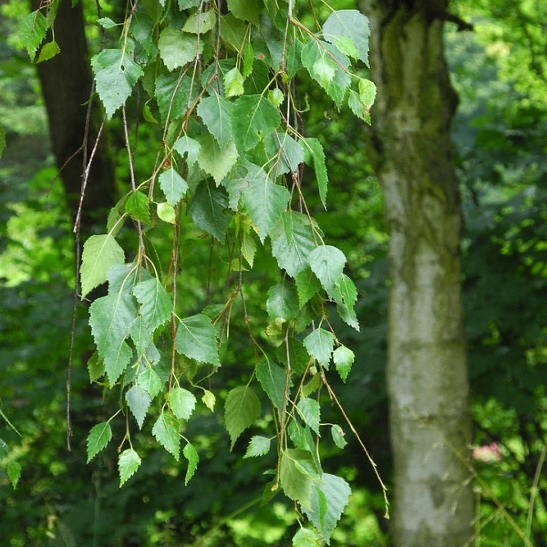 Betula pendula 'Youngii'