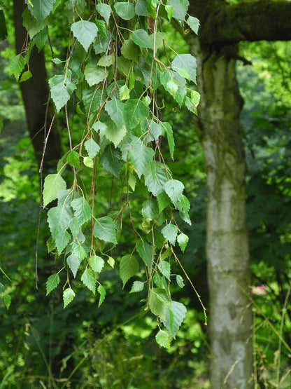 Betula pendula 'Youngii'