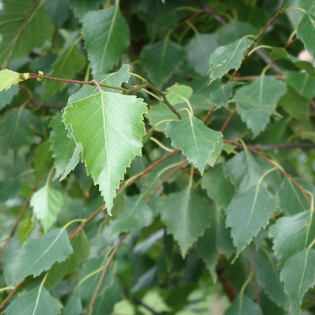 Betula pendula