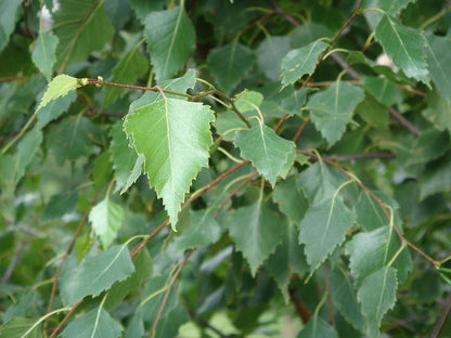 Betula pendula
