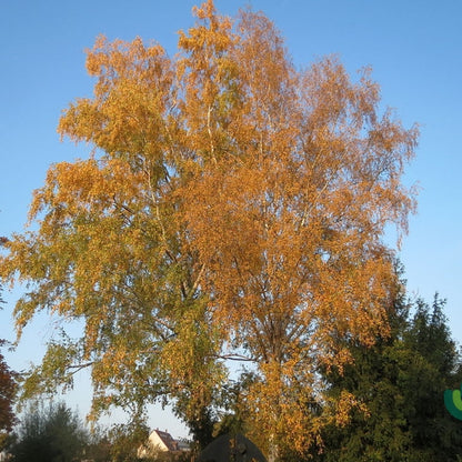 Betula pendula