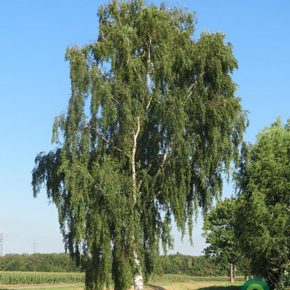 Betula pendula