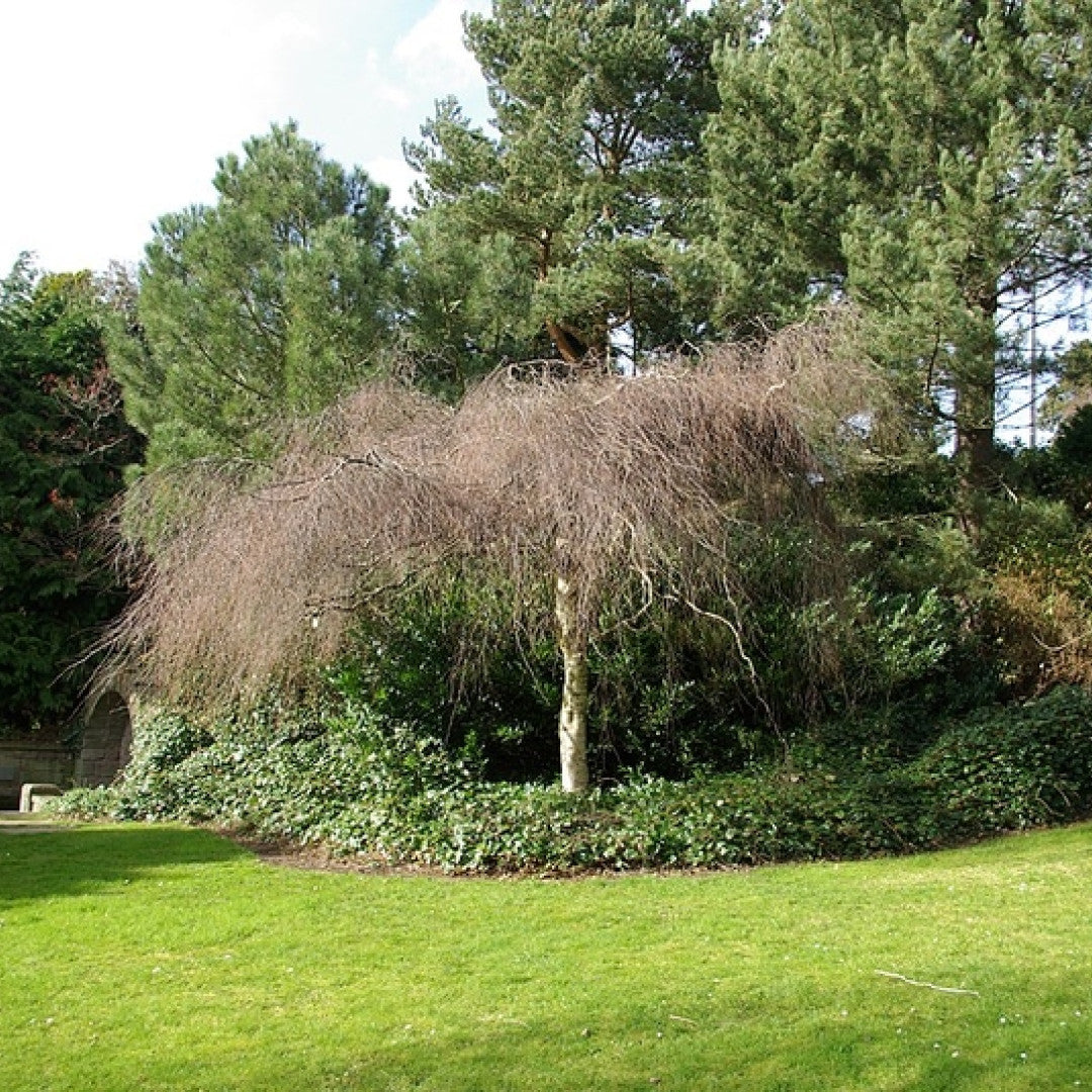 Betula pendula 'Youngii'