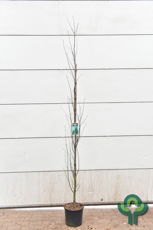 Carpinus betulus 'Fastigiata'