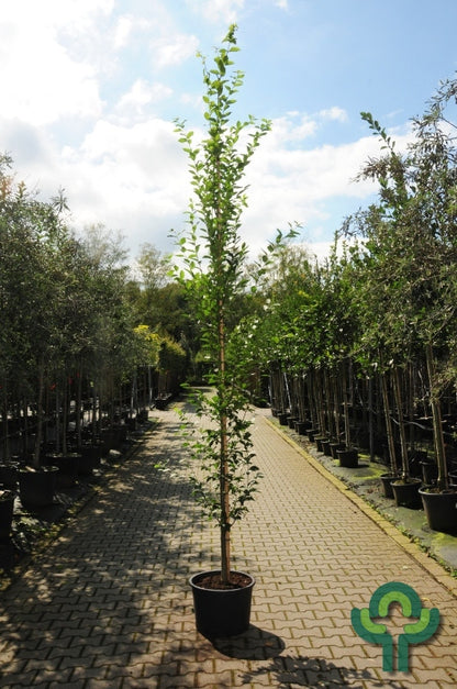 Carpinus betulus 'Fastigiata'