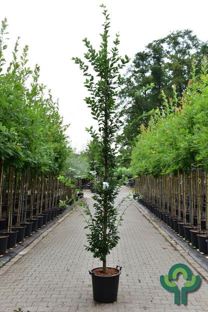 Carpinus betulus 'Fastigiata'