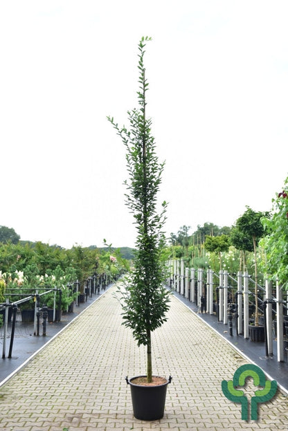 Carpinus betulus 'Fastigiata'
