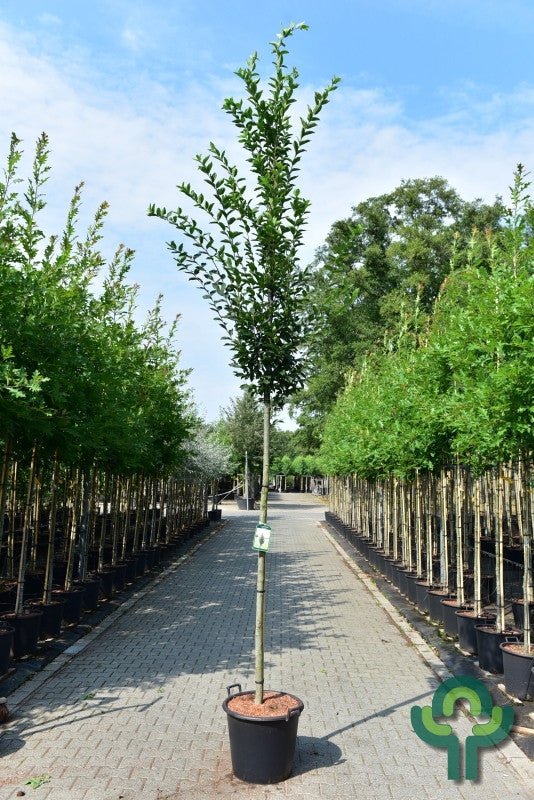 Carpinus betulus 'Fastigiata'
