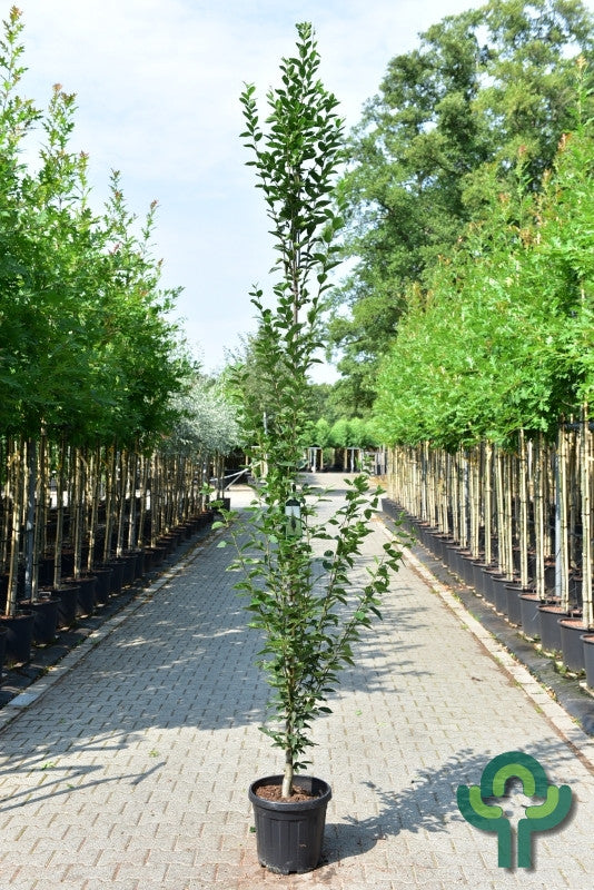 Carpinus betulus 'Fastigiata'