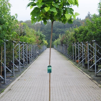 Catalpa bignonioides 'Nana'