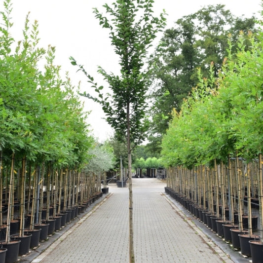 Carpinus betulus 'Orange Retz'®