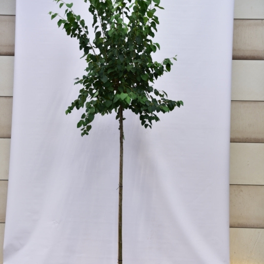 Cercidiphyllum japonicum Glowball
