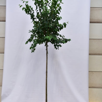 Cercidiphyllum japonicum Glowball