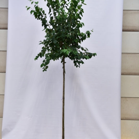Cercidiphyllum japonicum Glowball