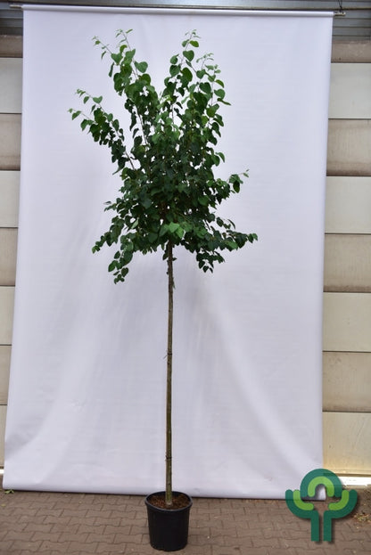 Cercidiphyllum japonicum Glowball