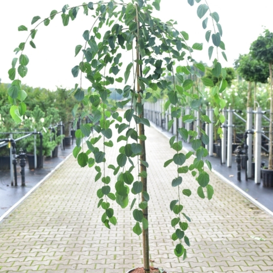 Cercidiphyllum japonicum 'Morioka Weeping'