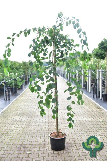 Cercidiphyllum japonicum 'Morioka Weeping'