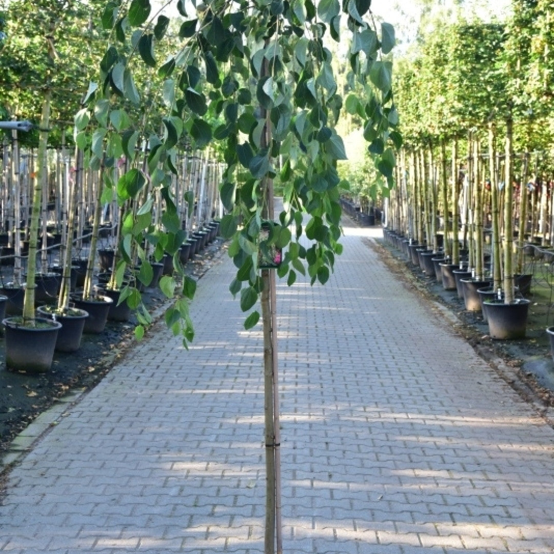 Cercidiphyllum japonicum 'Pendulum'