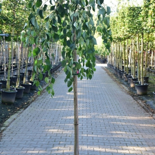 Cercidiphyllum japonicum 'Pendulum'