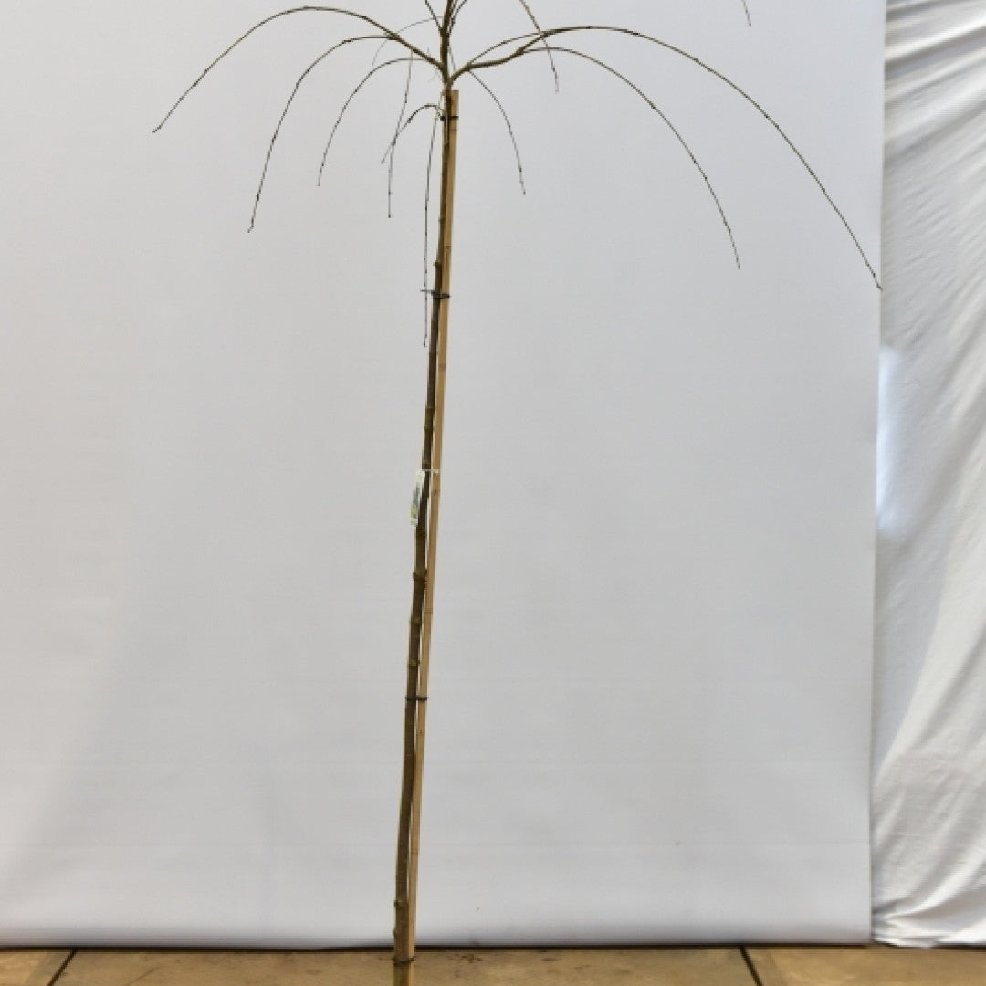 Cercidiphyllum japonicum 'Pendulum'
