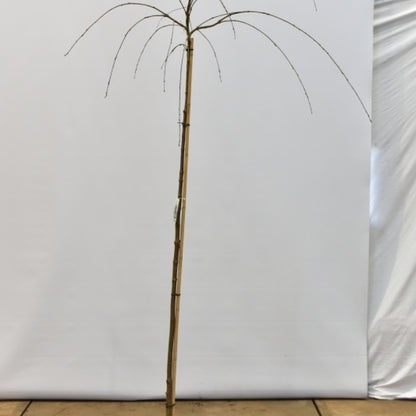 Cercidiphyllum japonicum 'Pendulum'
