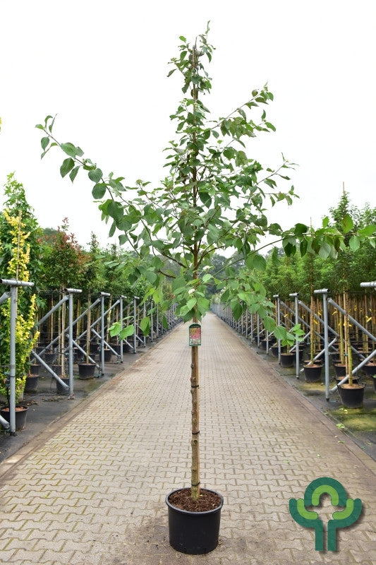 Cornus alba 'Sibirica'