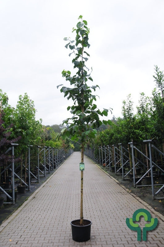 Corylus colurna