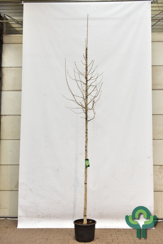 Corylus colurna