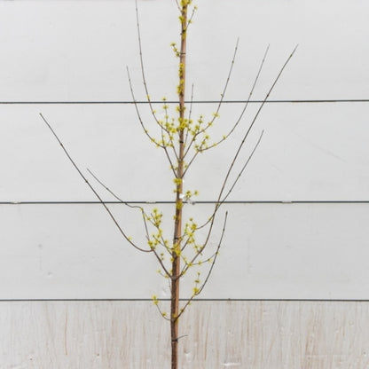 Cornus officinalis 'Robin's Pride'