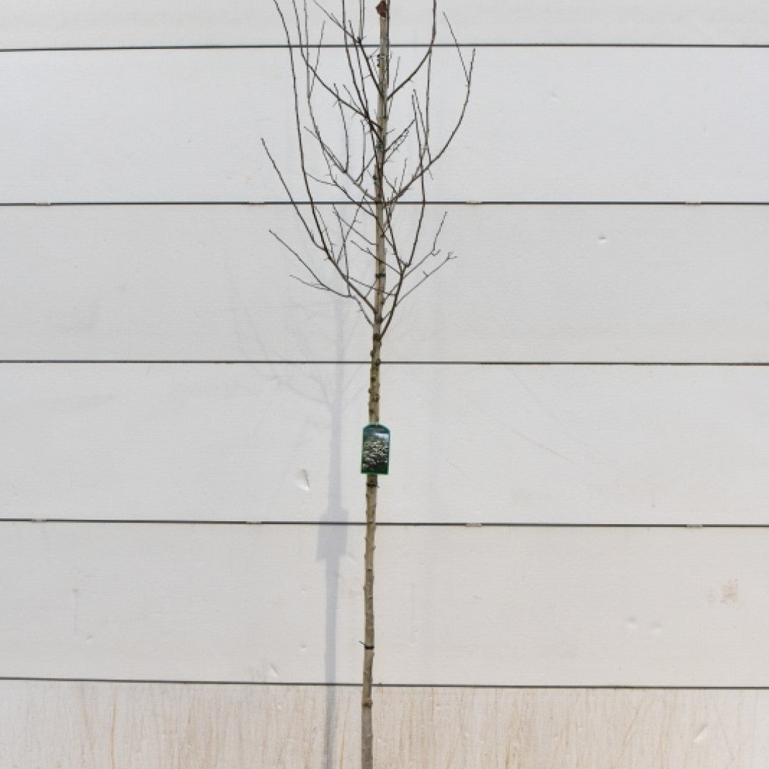 Crataegus persimilis 'Splendens'